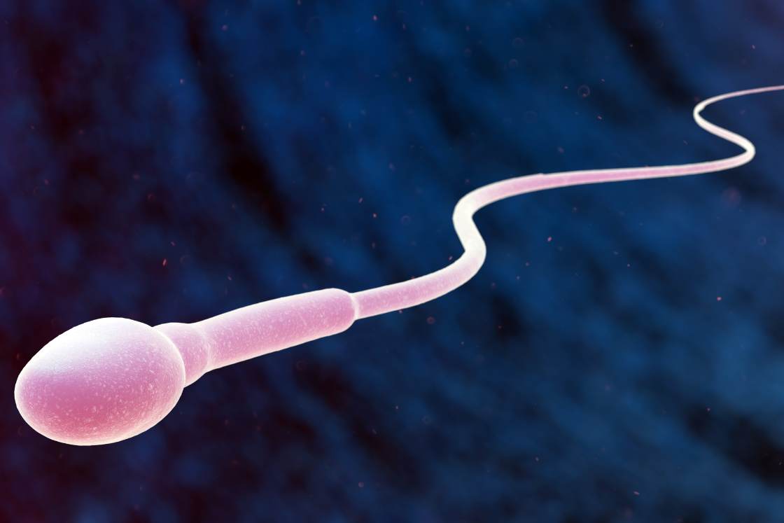 Sperm